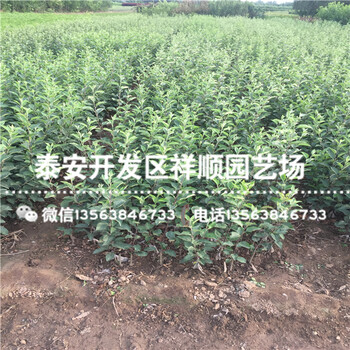 現(xiàn)在3年的蘋果樹苗哪里有、3年的蘋果樹苗一畝地種多少棵
