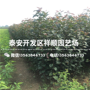 山東水蜜桃蘋果苗賣什么價格
