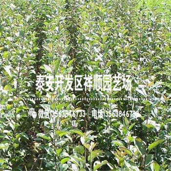 山東1米高的蘋果苗品種介紹