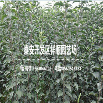 2018年維納斯黃金蘋果苗賣什么價格