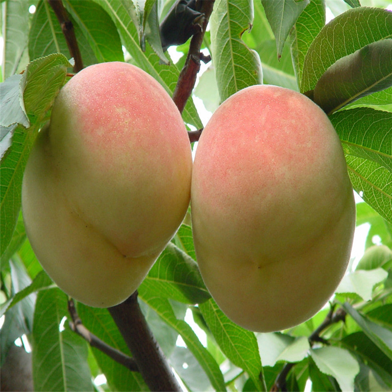 山东矮化桃树实生苗卖多少钱