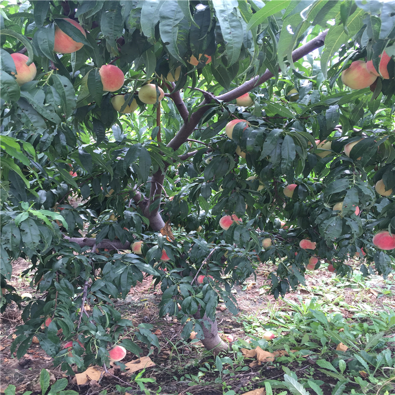 出售甜蜜蓝宝石葡萄苗基地哪里有、甜蜜蓝宝石葡萄苗价格及报价