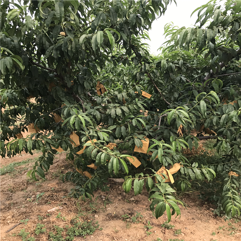 現在陸地中油20號大型基地