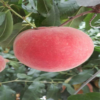 哪里有賣(mài)1公分中油4號(hào)賣(mài)多少錢(qián)