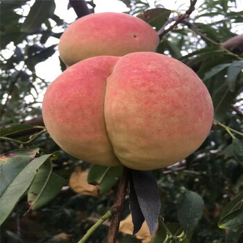 2018年1米高桃樹(shù)原生苗一棵多少錢
