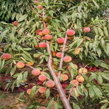 2018年矮化中油21號(hào)賣多少錢