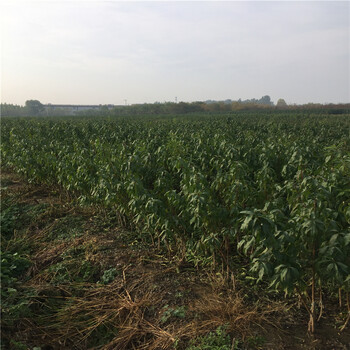山東桃樹原生苗批發(fā)基地