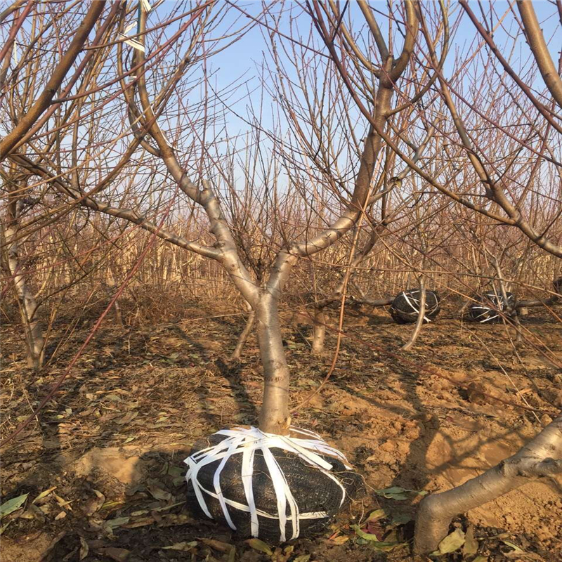 山東盆栽葡萄苗基地、盆栽葡萄苗批發(fā)基地