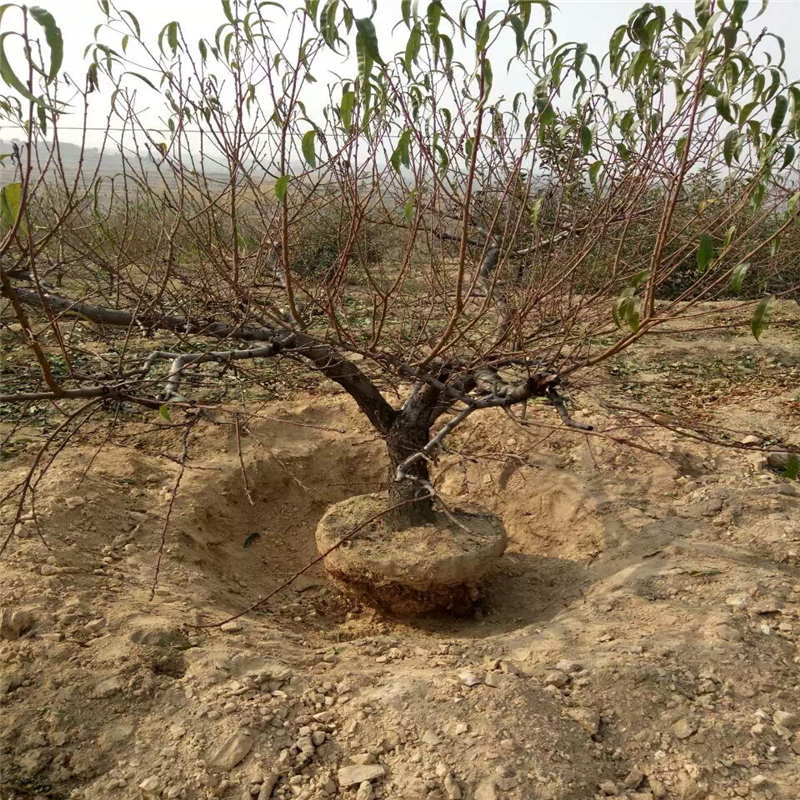 山東露天中油21號(hào)基地