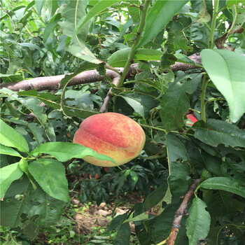 哪里有賣陸地桃樹實(shí)生苗大型基地