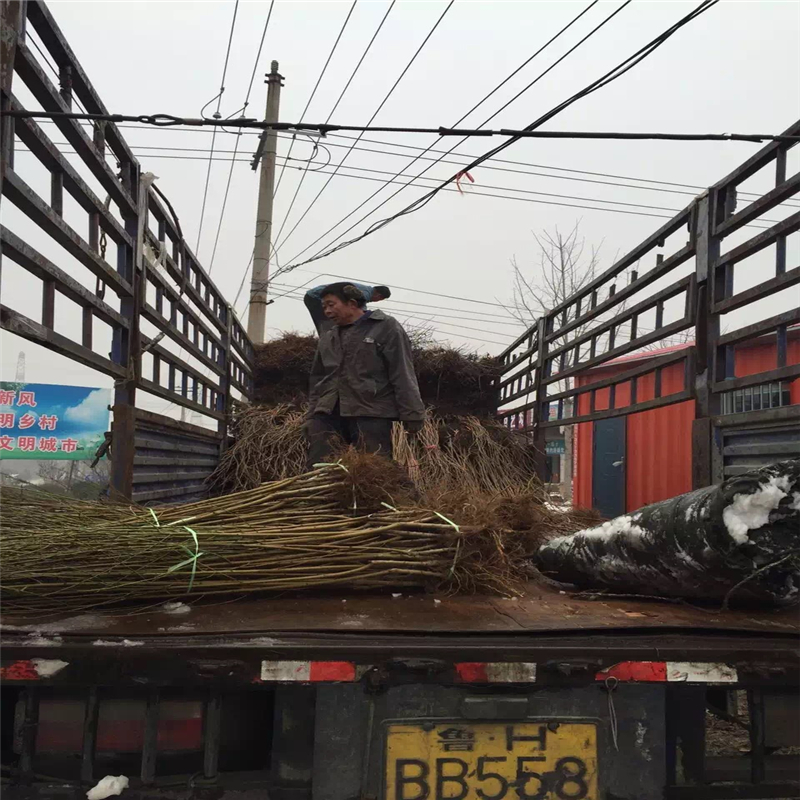 山东大棚中油8号批发多少钱