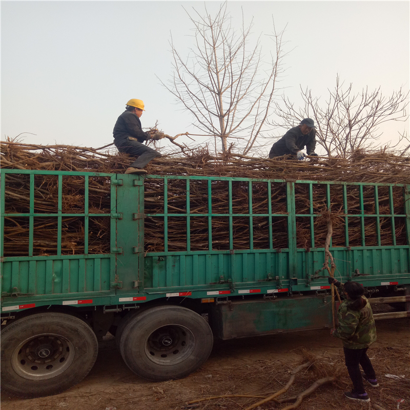 山东1公分中油20号基地