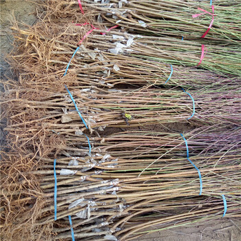 現(xiàn)在1年的中油20號大型基地
