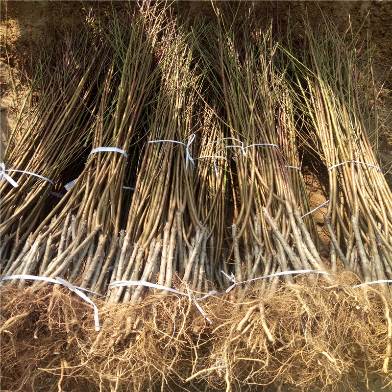 山東當(dāng)年結(jié)果中油8號(hào)基地在哪