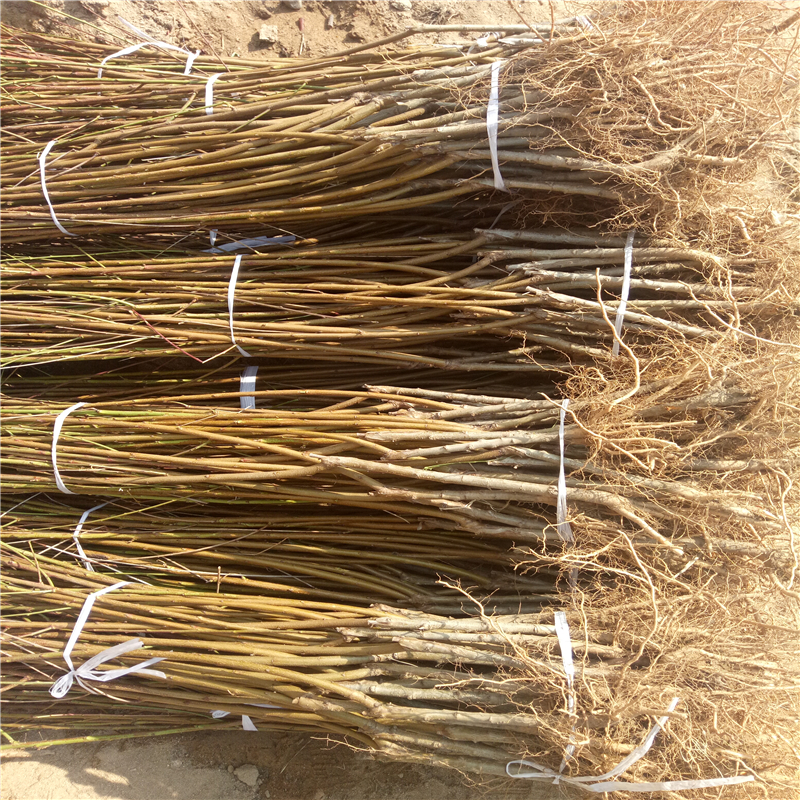 2018年矮化中油21號(hào)什么價(jià)格