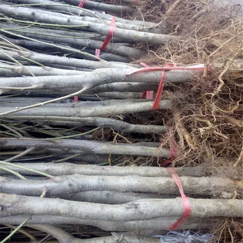 哪里有賣1米高中油12號(hào)大型基地