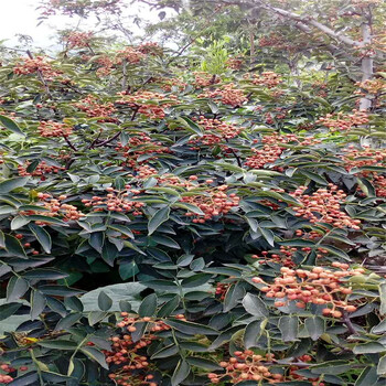 哪里有卖2年的油叶花椒苗基地