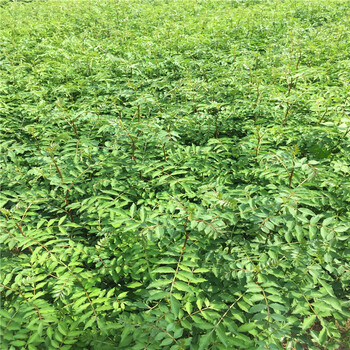 今年1年的花椒樹苗基地賣多少錢