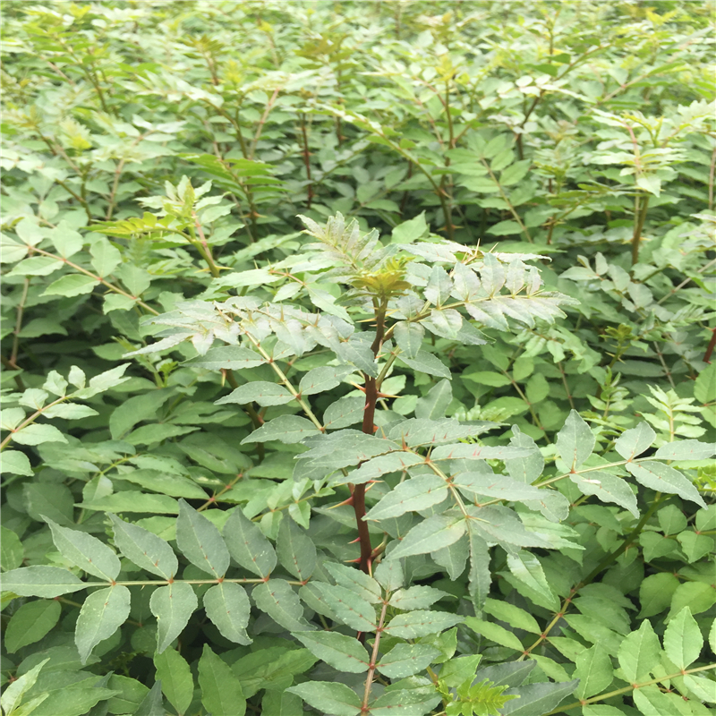 附近哪里有陆地大红袍花椒苗育苗基地