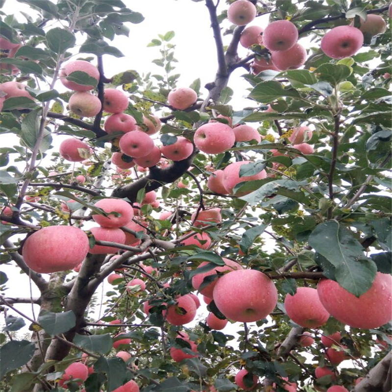 乔化苹果树苗、苹果树苗主产区