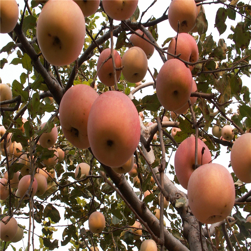 山东秦冠苹果苗价格