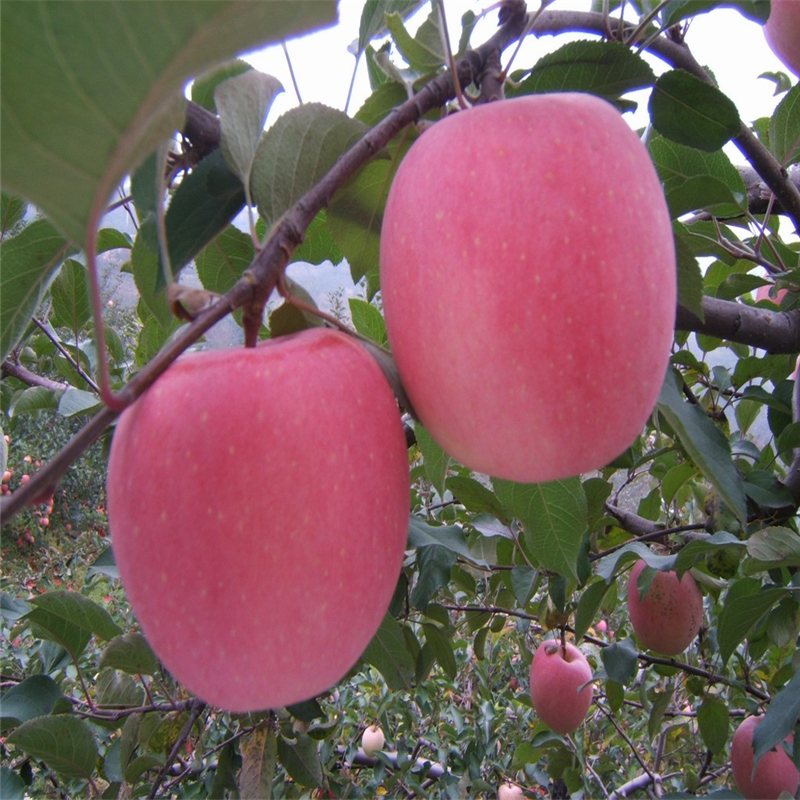 美国8号苹果树苗供应价格美国8号苹果树苗2019年新报价