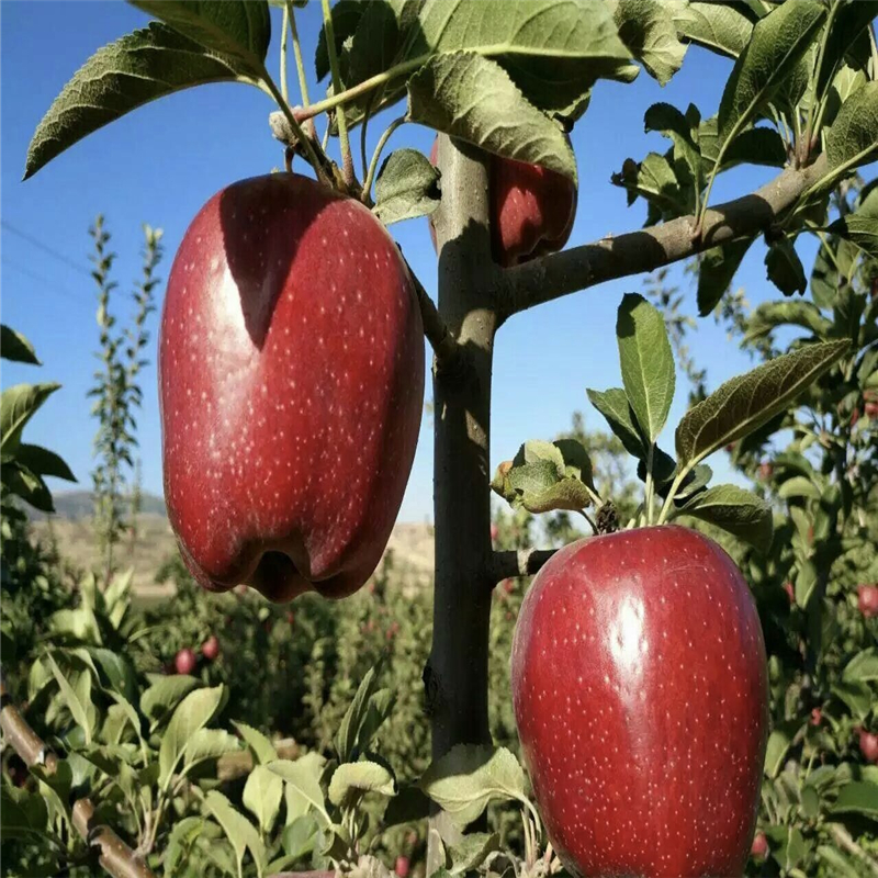 新品种盆栽苹果苗多少钱一棵、盆栽苹果苗种植基地