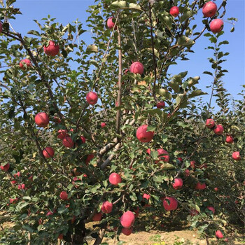 2018年煙富6號蘋果苗批發(fā)價(jià)格多少
