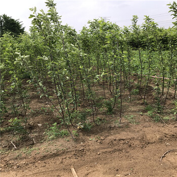 哪里有红蛇果苹果苗、红蛇果苹果苗什么时候种好