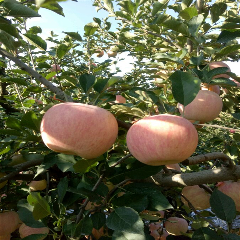 乔化苹果树苗、苹果树苗什么时候种好