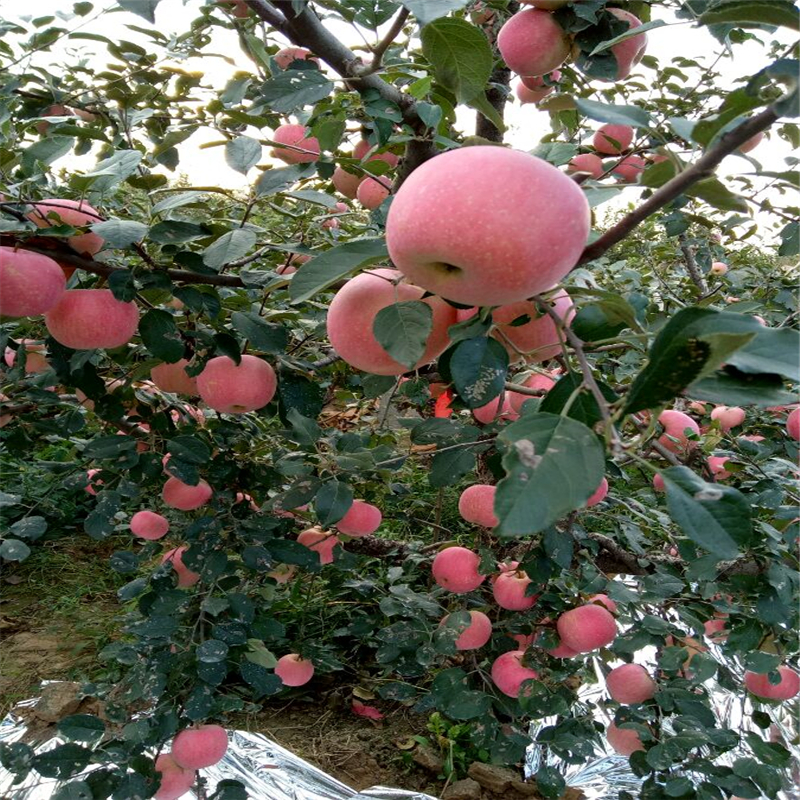 出售国庆红苹果苗出售基地