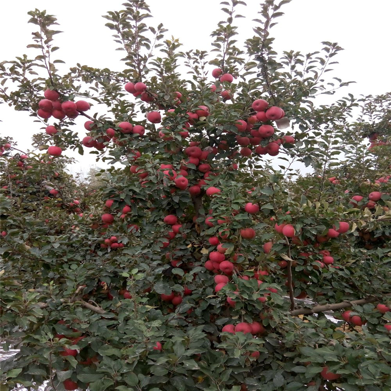 烟富8号苹果苗一亩地栽多少棵、烟富8号苹果苗2019年新报价