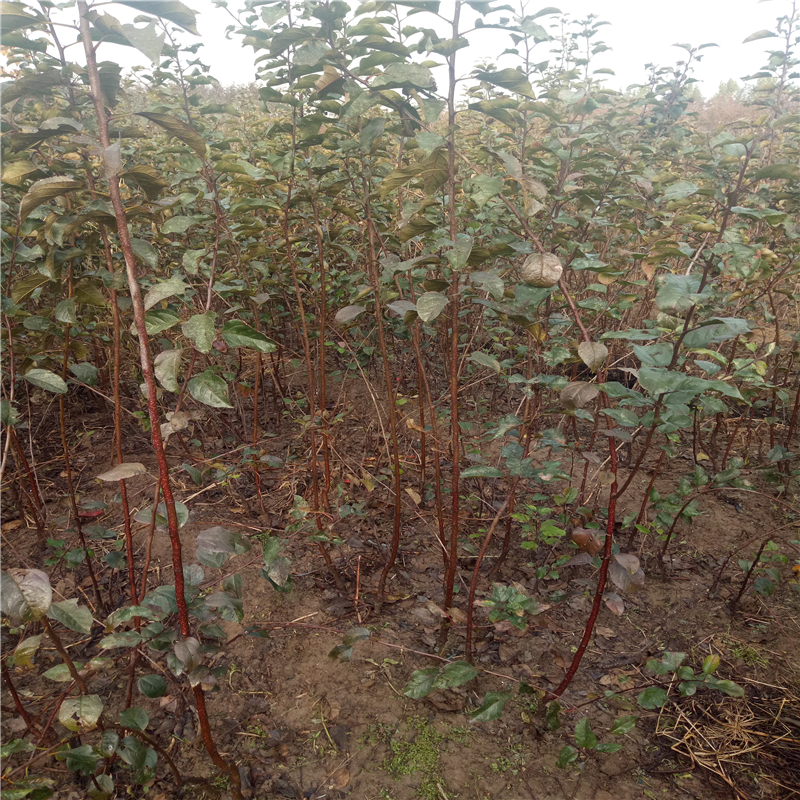 今年红肉苹果苗基地卖多少钱