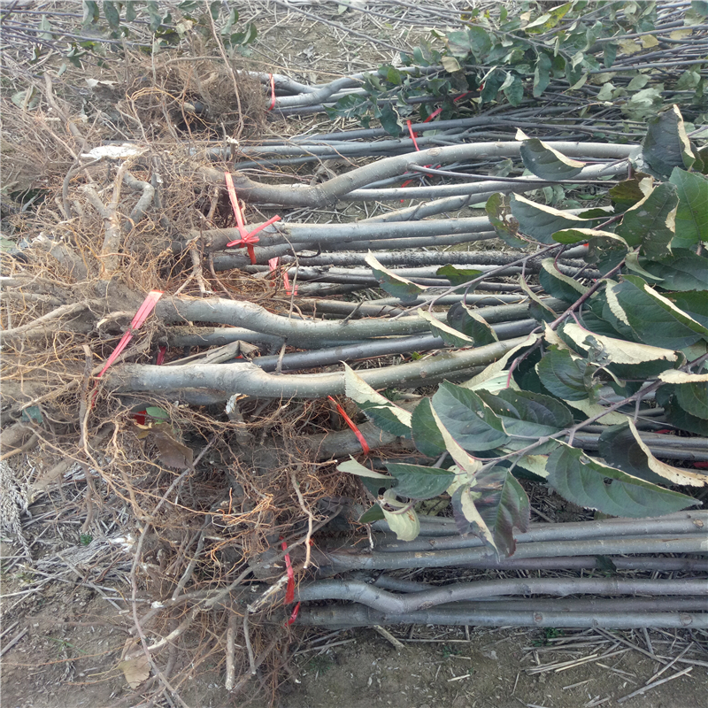 现在1年的苹果苗育苗基地