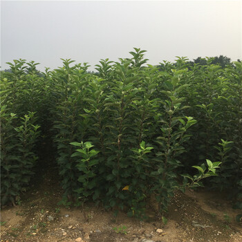 新品种水蜜桃苹果树苗水蜜桃苹果树苗种植基地