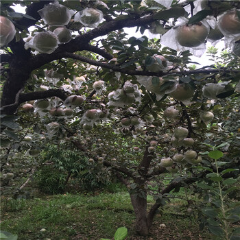 山东寒富苹果苗价格