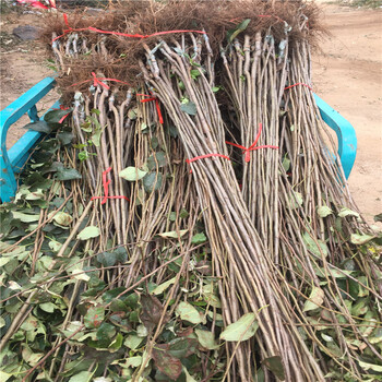 附近哪里有2年的苹果苗出售基地