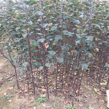 新品種3年的蘋果苗3年的蘋果苗品種介紹