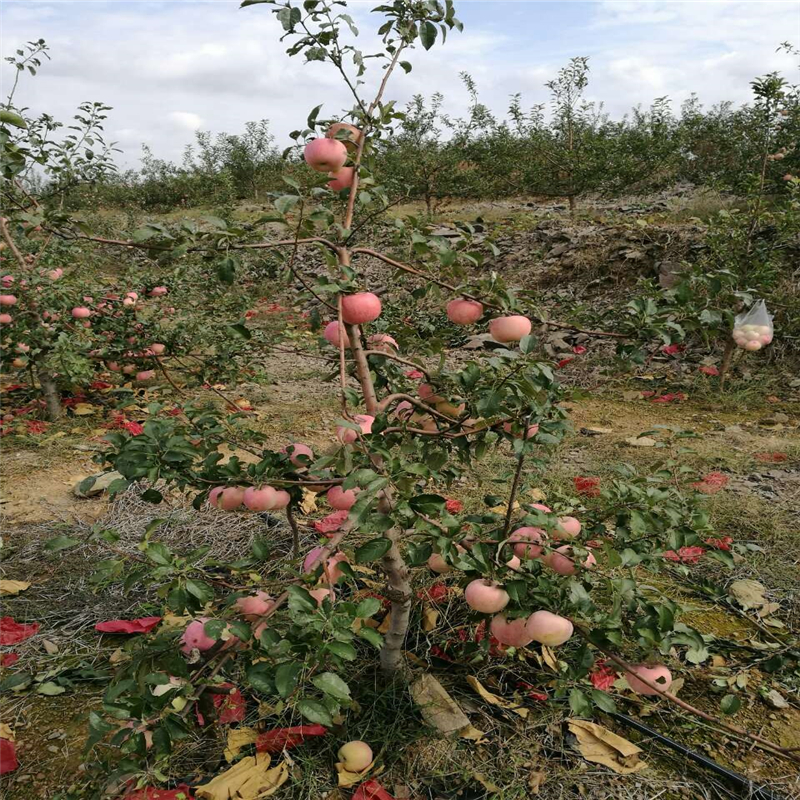 乔化苹果树苗、苹果树苗什么时候种好