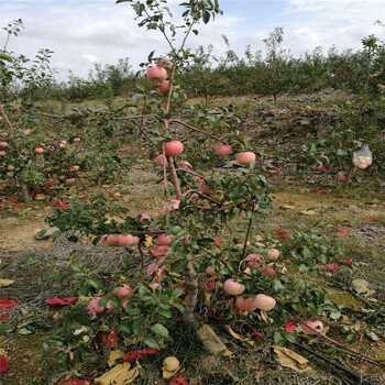 2019年水蜜桃苹果树苗水蜜桃苹果树苗价格多少