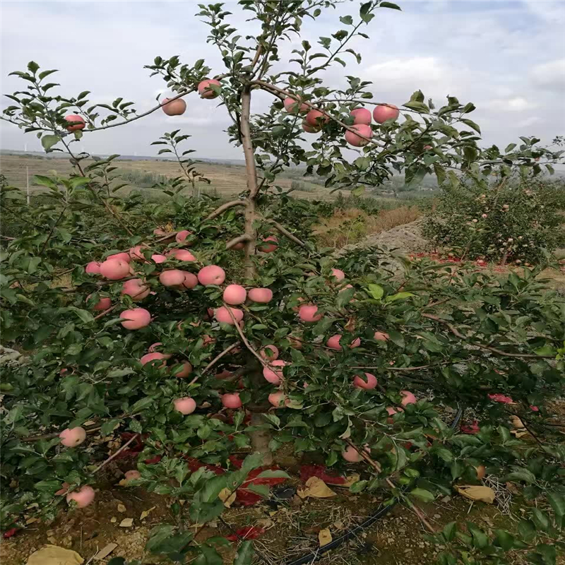 出售红嘎啦苹果苗基地在哪