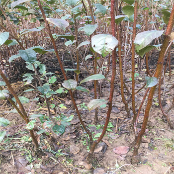 鲁丽苹果树苗鲁丽苹果树苗装车价