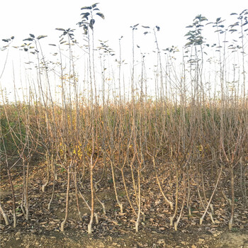 烟富8号苹果苗什么时候种好、烟富8号苹果苗果实好吃吗