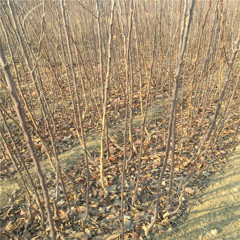 占地苹果树苗附近哪里有、占地苹果树苗大型基地