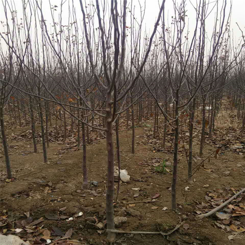 山东红嘎啦苹果苗大型基地