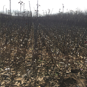 什么地方賣紅肉蘋果樹苗紅肉蘋果樹苗基地才賣多少錢