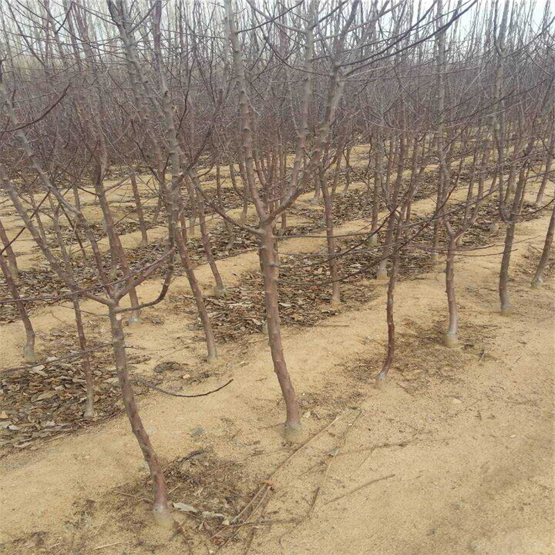 2018年红肉苹果苗基地、红肉苹果苗卖多少钱