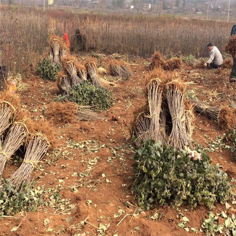 鲁丽苹果树苗什么时候种好鲁丽苹果树苗多少钱一株