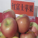 新品种3年的苹果苗3年的苹果苗种植技术图片1