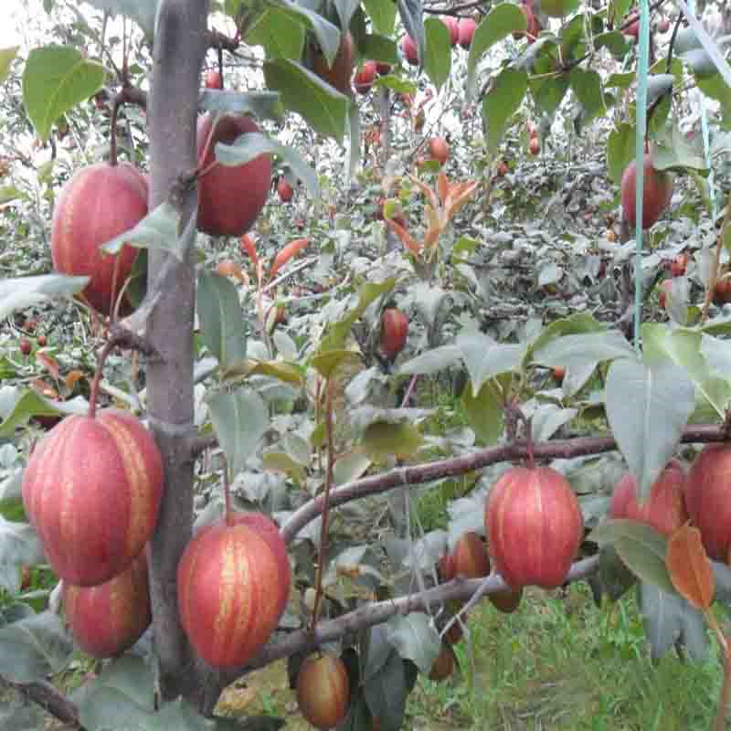 哪里有秋月梨树苗秋月梨树苗种植基地